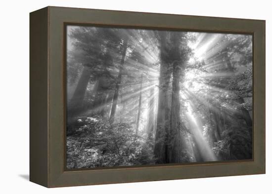 God Beams and The Redwoods (Black and White)-Vincent James-Framed Premier Image Canvas