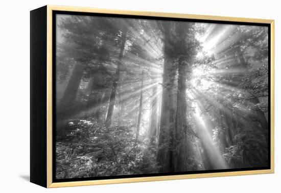 God Beams and The Redwoods (Black and White)-Vincent James-Framed Premier Image Canvas