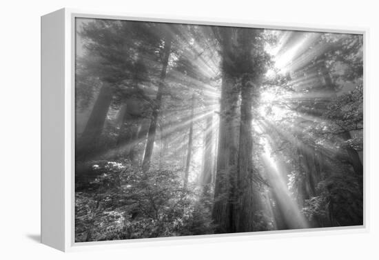 God Beams and The Redwoods (Black and White)-Vincent James-Framed Premier Image Canvas