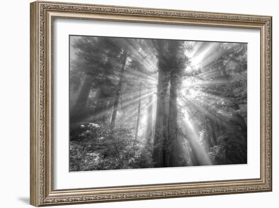 God Beams and The Redwoods (Black and White)-Vincent James-Framed Photographic Print