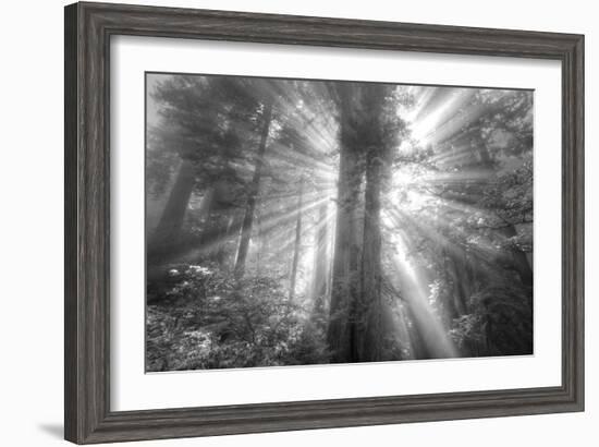 God Beams and The Redwoods (Black and White)-Vincent James-Framed Photographic Print