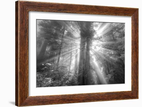 God Beams and The Redwoods (Black and White)-Vincent James-Framed Photographic Print