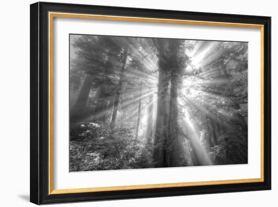 God Beams and The Redwoods (Black and White)-Vincent James-Framed Photographic Print