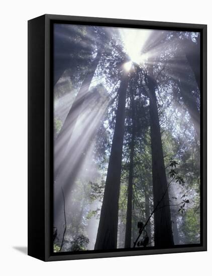 God Beams in Fog, Giant Redwoods, Del Norte Coast State Park, California, USA-Jamie & Judy Wild-Framed Premier Image Canvas