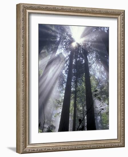 God Beams in Fog, Giant Redwoods, Del Norte Coast State Park, California, USA-Jamie & Judy Wild-Framed Photographic Print