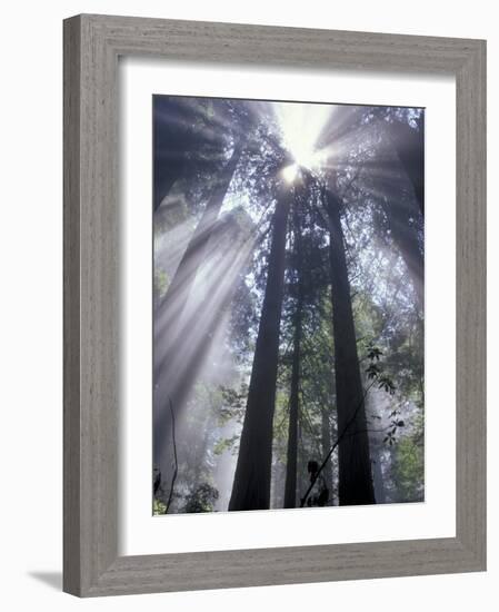 God Beams in Fog, Giant Redwoods, Del Norte Coast State Park, California, USA-Jamie & Judy Wild-Framed Photographic Print