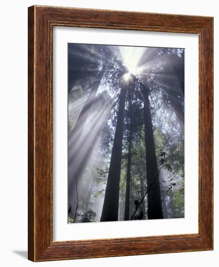 God Beams in Fog, Giant Redwoods, Del Norte Coast State Park, California, USA-Jamie & Judy Wild-Framed Photographic Print