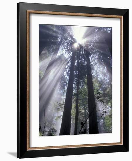 God Beams in Fog, Giant Redwoods, Del Norte Coast State Park, California, USA-Jamie & Judy Wild-Framed Photographic Print