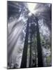 God Beams in Fog, Giant Redwoods, Del Norte Coast State Park, California, USA-Jamie & Judy Wild-Mounted Photographic Print