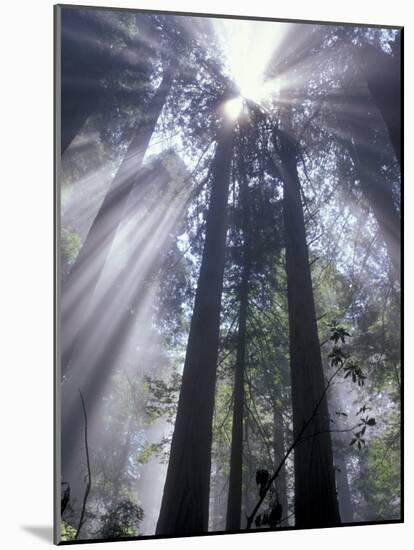 God Beams in Fog, Giant Redwoods, Del Norte Coast State Park, California, USA-Jamie & Judy Wild-Mounted Photographic Print