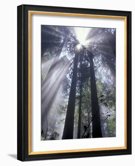 God Beams in Fog, Giant Redwoods, Del Norte Coast State Park, California, USA-Jamie & Judy Wild-Framed Photographic Print