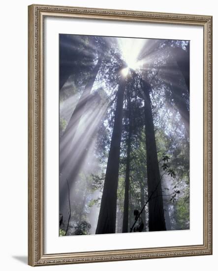 God Beams in Fog, Giant Redwoods, Del Norte Coast State Park, California, USA-Jamie & Judy Wild-Framed Photographic Print