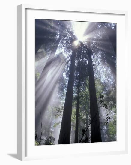 God Beams in Fog, Giant Redwoods, Del Norte Coast State Park, California, USA-Jamie & Judy Wild-Framed Photographic Print