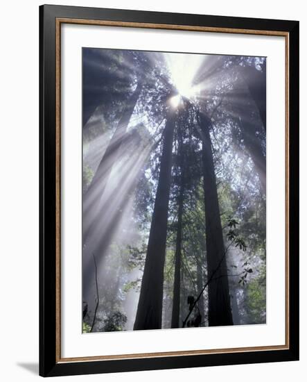 God Beams in Fog, Giant Redwoods, Del Norte Coast State Park, California, USA-Jamie & Judy Wild-Framed Photographic Print