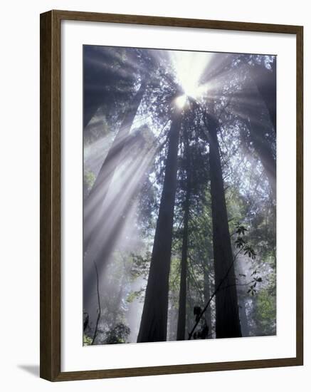 God Beams in Fog, Giant Redwoods, Del Norte Coast State Park, California, USA-Jamie & Judy Wild-Framed Photographic Print