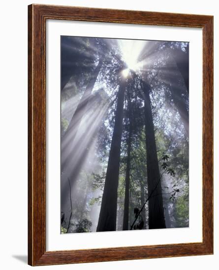 God Beams in Fog, Giant Redwoods, Del Norte Coast State Park, California, USA-Jamie & Judy Wild-Framed Photographic Print