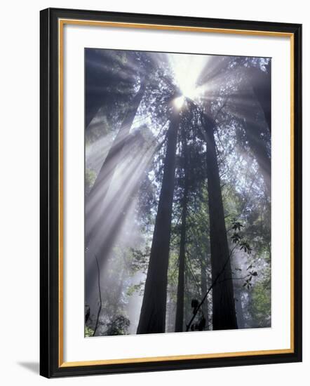 God Beams in Fog, Giant Redwoods, Del Norte Coast State Park, California, USA-Jamie & Judy Wild-Framed Photographic Print