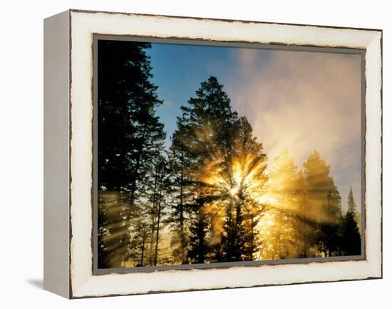 God Rays from Morning Fog Along the Madison River, Yellowstone National Park, Wyoming, USA-Chuck Haney-Framed Premier Image Canvas