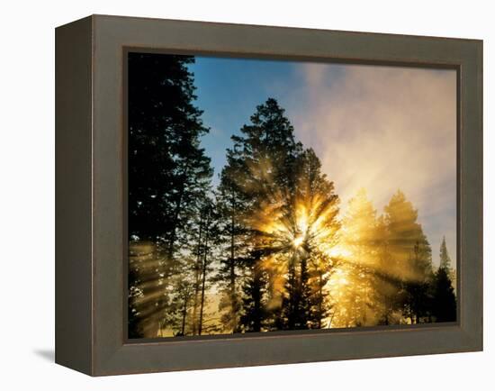 God Rays from Morning Fog Along the Madison River, Yellowstone National Park, Wyoming, USA-Chuck Haney-Framed Premier Image Canvas