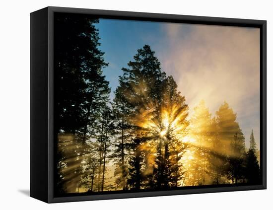 God Rays from Morning Fog Along the Madison River, Yellowstone National Park, Wyoming, USA-Chuck Haney-Framed Premier Image Canvas