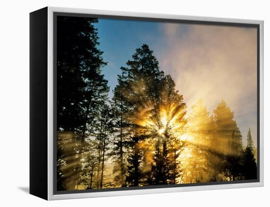 God Rays from Morning Fog Along the Madison River, Yellowstone National Park, Wyoming, USA-Chuck Haney-Framed Premier Image Canvas