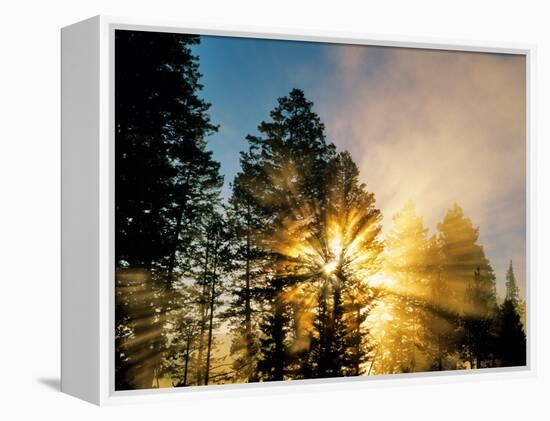 God Rays from Morning Fog Along the Madison River, Yellowstone National Park, Wyoming, USA-Chuck Haney-Framed Premier Image Canvas