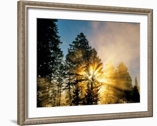 God Rays from Morning Fog Along the Madison River, Yellowstone National Park, Wyoming, USA-Chuck Haney-Framed Premium Photographic Print