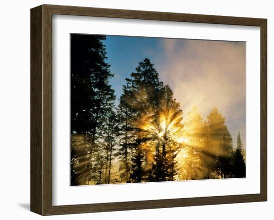 God Rays from Morning Fog Along the Madison River, Yellowstone National Park, Wyoming, USA-Chuck Haney-Framed Photographic Print