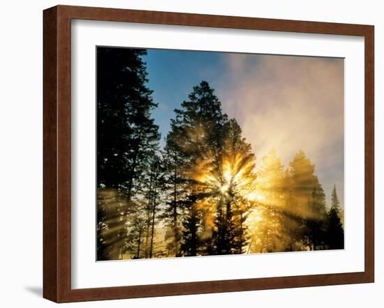 God Rays from Morning Fog Along the Madison River, Yellowstone National Park, Wyoming, USA-Chuck Haney-Framed Photographic Print