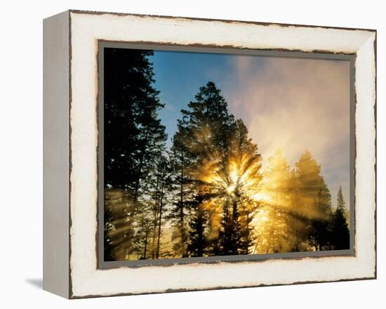 God Rays from Morning Fog Along the Madison River, Yellowstone National Park, Wyoming, USA-Chuck Haney-Framed Premier Image Canvas