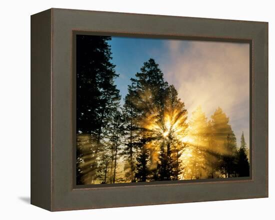 God Rays from Morning Fog Along the Madison River, Yellowstone National Park, Wyoming, USA-Chuck Haney-Framed Premier Image Canvas