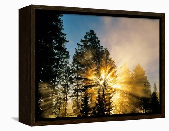 God Rays from Morning Fog Along the Madison River, Yellowstone National Park, Wyoming, USA-Chuck Haney-Framed Premier Image Canvas