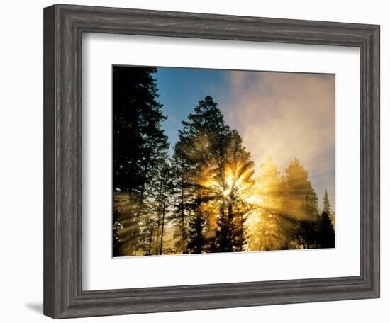 God Rays from Morning Fog Along the Madison River, Yellowstone National Park, Wyoming, USA-Chuck Haney-Framed Photographic Print