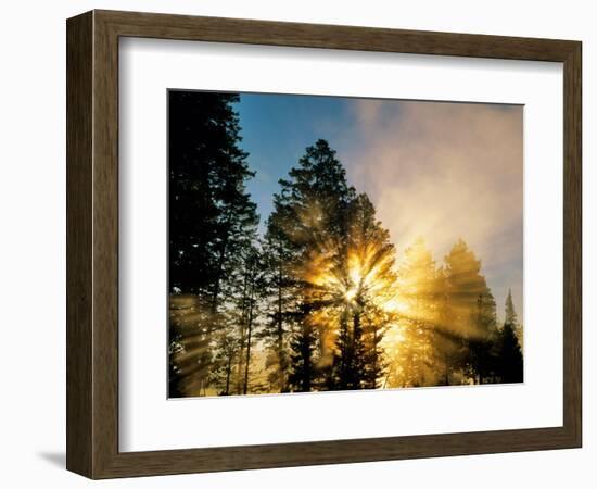 God Rays from Morning Fog Along the Madison River, Yellowstone National Park, Wyoming, USA-Chuck Haney-Framed Photographic Print