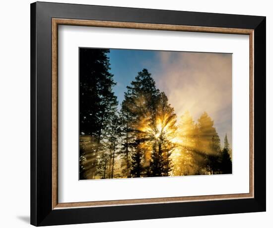 God Rays from Morning Fog Along the Madison River, Yellowstone National Park, Wyoming, USA-Chuck Haney-Framed Photographic Print