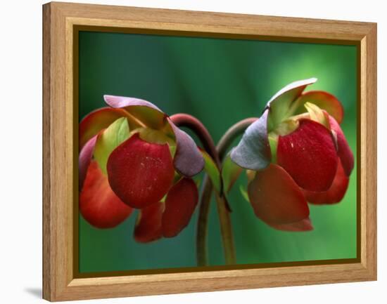 God Rays on Pitcher Plant Blossom, St. Ignace, Michigan, USA-Claudia Adams-Framed Premier Image Canvas