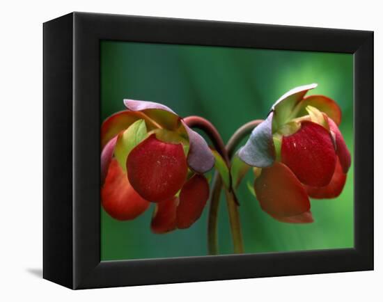 God Rays on Pitcher Plant Blossom, St. Ignace, Michigan, USA-Claudia Adams-Framed Premier Image Canvas