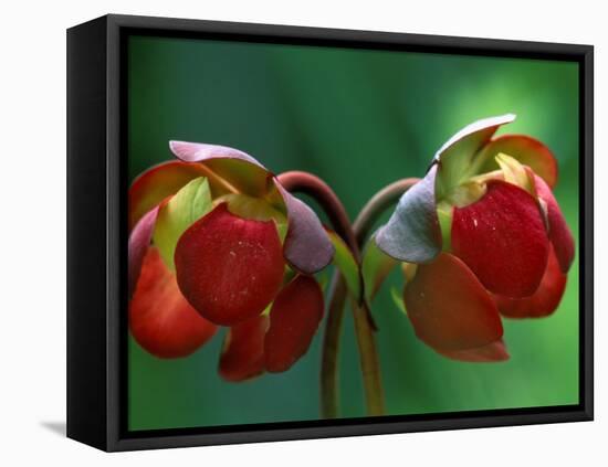 God Rays on Pitcher Plant Blossom, St. Ignace, Michigan, USA-Claudia Adams-Framed Premier Image Canvas