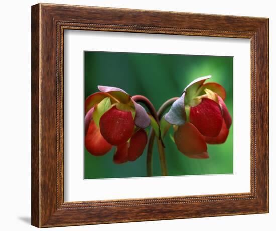 God Rays on Pitcher Plant Blossom, St. Ignace, Michigan, USA-Claudia Adams-Framed Photographic Print