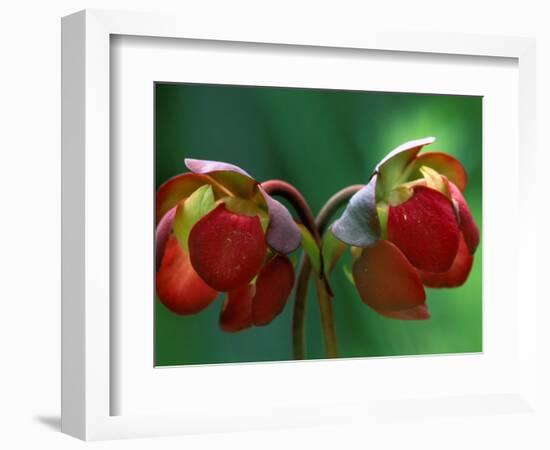 God Rays on Pitcher Plant Blossom, St. Ignace, Michigan, USA-Claudia Adams-Framed Photographic Print