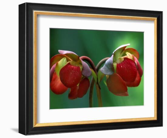 God Rays on Pitcher Plant Blossom, St. Ignace, Michigan, USA-Claudia Adams-Framed Photographic Print