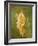 Goddess Flora, or Spring, Roman, Fresco, from Villa di Arianna-null-Framed Giclee Print