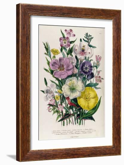 Godetia and Anothera, Plate 8 from 'The Ladies' Flower Garden', Published 1842-Jane Loudon-Framed Giclee Print