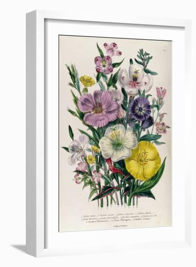 Godetia and Anothera, Plate 8 from 'The Ladies' Flower Garden', Published 1842-Jane Loudon-Framed Giclee Print