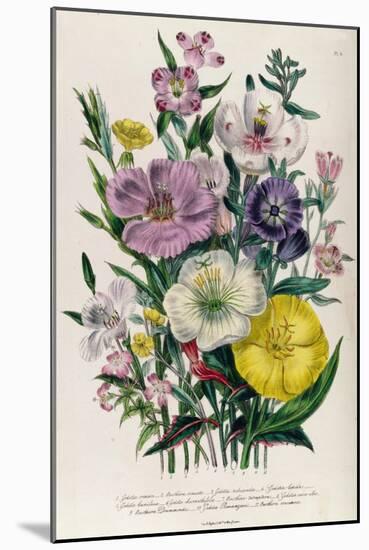 Godetia and Anothera, Plate 8 from 'The Ladies' Flower Garden', Published 1842-Jane Loudon-Mounted Giclee Print