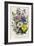 Godetia and Anothera, Plate 8 from 'The Ladies' Flower Garden', Published 1842-Jane Loudon-Framed Giclee Print