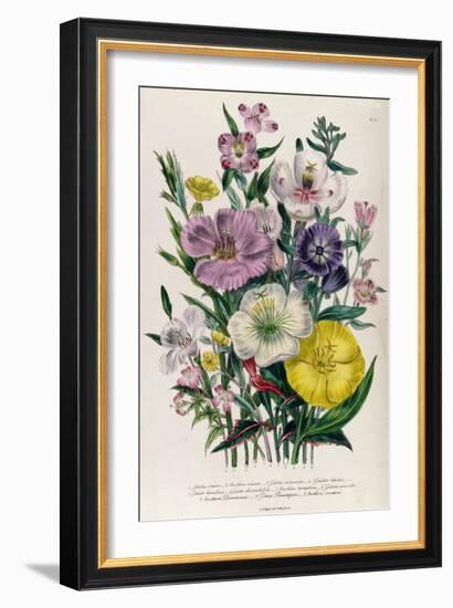 Godetia and Anothera, Plate 8 from 'The Ladies' Flower Garden', Published 1842-Jane Loudon-Framed Giclee Print