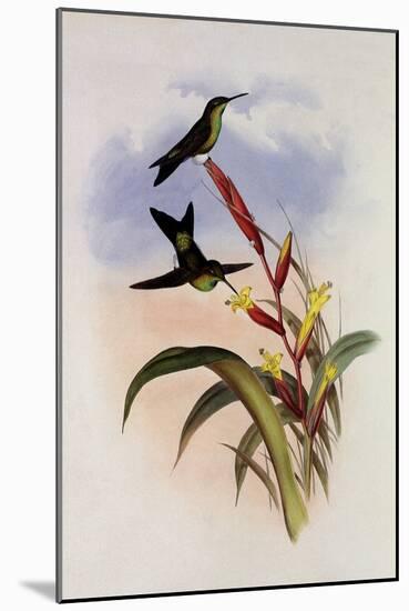 Godin's Puffleg, Eriocnemis Godini-John Gould-Mounted Giclee Print