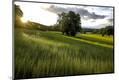 Photographic Print