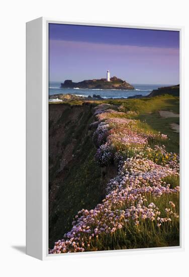 Godrevy Thrift in Flower-null-Framed Premier Image Canvas